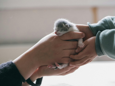 Beste Katzennamen nach Rasse: Finde den perfekten Namen für deine Katze