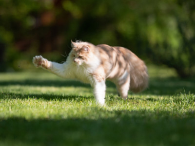 Katzenmarke oder Chip: Braucht meine Katze beides?