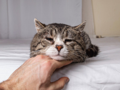 Ist deine Katze öfter allein zu Hause? Anzeichen von Trennungsangst und wie du h