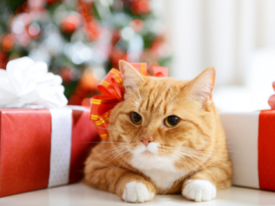 Die besten Geschenke für Katzenliebhaber und ihre Besitzer