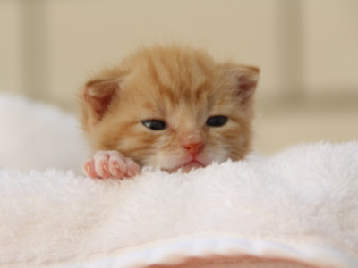 Das ultimative weibliche Katzennamen Quiz: Was ist der perfekte Name für deinen Katzenfreund?